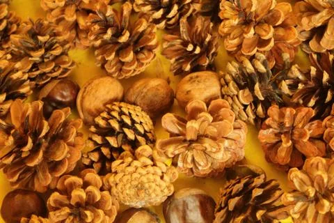 Dry pine cones walnuts chestnut on a yellow background Stock Photos