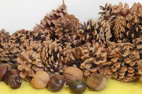 Dry pine cones walnuts chestnut on a yellow and white background Stock Photos