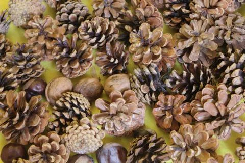 Dry pine cones walnuts chestnut on a yellow background Stock Photos