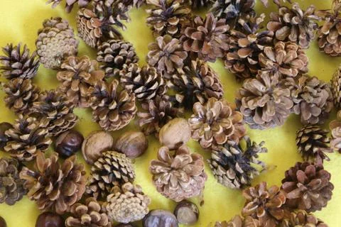 Dry pine cones walnuts chestnut on a yellow background Stock Photos