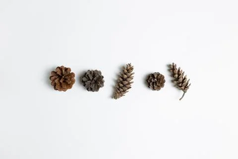 Dry pine cones on white background. flat lay, top view, copy space Stock Photos
