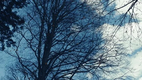 Dry pine Vídeos de archivo 143071006