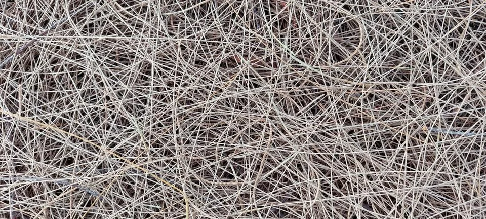 Dry pine leaf texture background Stock Photos