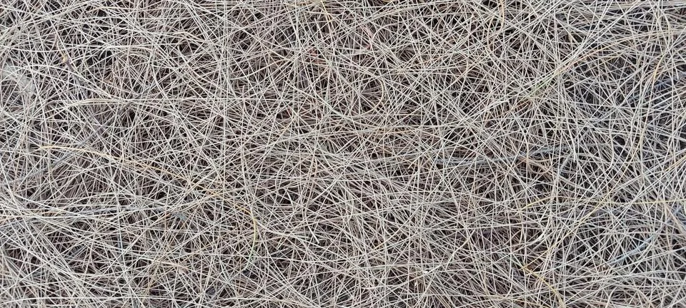 Dry pine leaf texture background Stock Photos