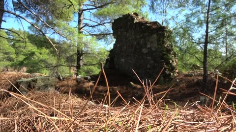 Dry pine needles and remained wall of old ruins in the Lycian forest Stock Footage 143233848
