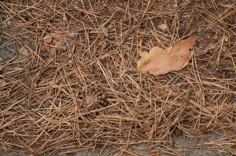Dry pine needles and a single leaf on the forest floor Stock Photos