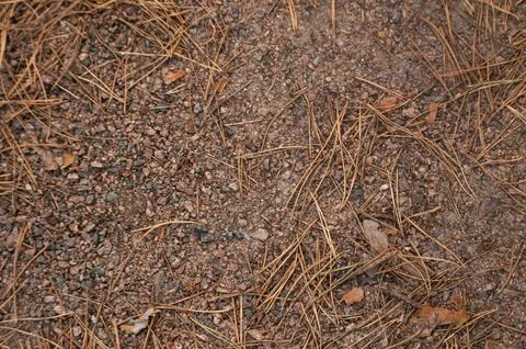 Dry pine needles on coarse sand and gravelly soil Stock Photos