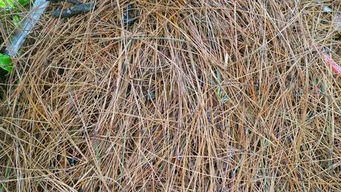 Dry Pine Needles on Forest Floor Stock Photos