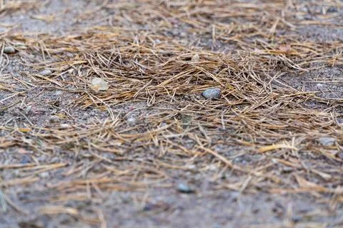 Dry Pine Needles On Forest Ground Stock Photos