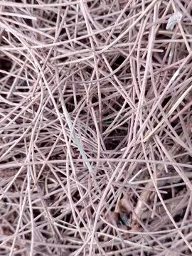 Dry pine needles, High Angle View of Dry Pine Needles Texture on the Ground Stock Photos