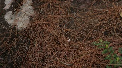 Dry pine needles on the stone at forest, nature background. design element Stock Photos