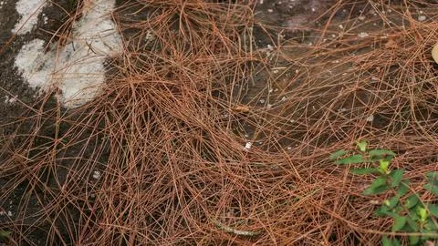 Dry pine needles on the stone at forest, nature background. design element Stock Photos