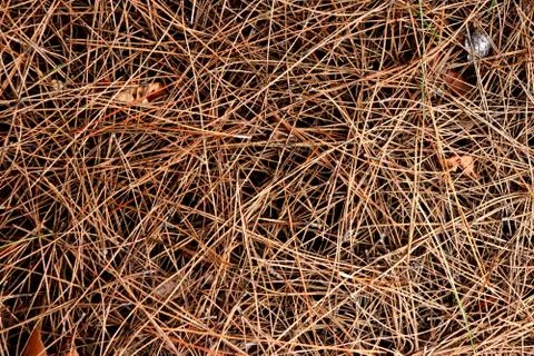 Dry pine needles texture. Brown dried fir needles background. Forest floor ba Stock Photos
