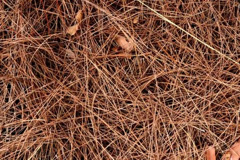 Dry pine needles texture. Forest floor backdrop. Brown dried fir needles back Stock Photos