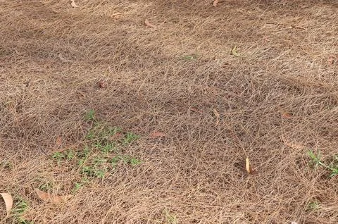 Dry Pine Needles Texture on Ground with Green Grass  Stock Photos