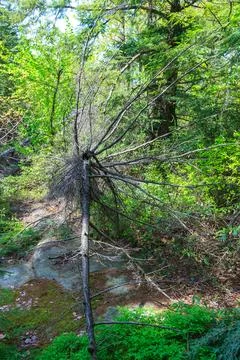 Dry pine tree in the mountains in a coniferous forest in Appalachian Trail,.. Fotos Stock