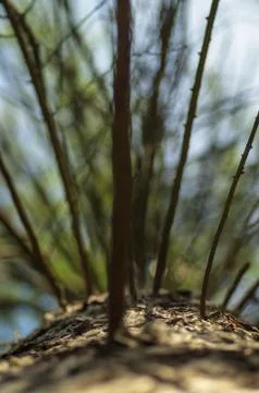 Dry pine tree Stock Photos