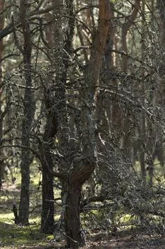 Dry Pine Tree with Twisted Branches in Forest Stock Photos