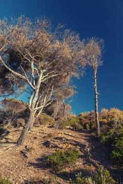 Dry pine trees and deep blue sky. Coastal forest landscape. Morocco Stock Photos