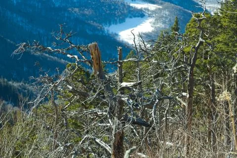 Dry pine trees mountains Stock Photos