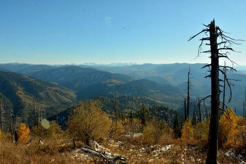 Dry pine trunks on the top of a mountain surrounded by dry grass sprinkled .. Stock Photos