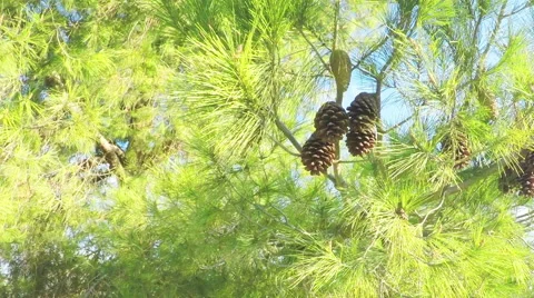 Dry pinecone of mediterranean pine illuminated bright sun Stock Footage 68997054
