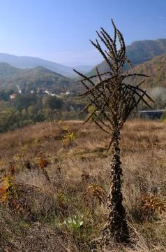 Dry plant in the fall Stock Photos