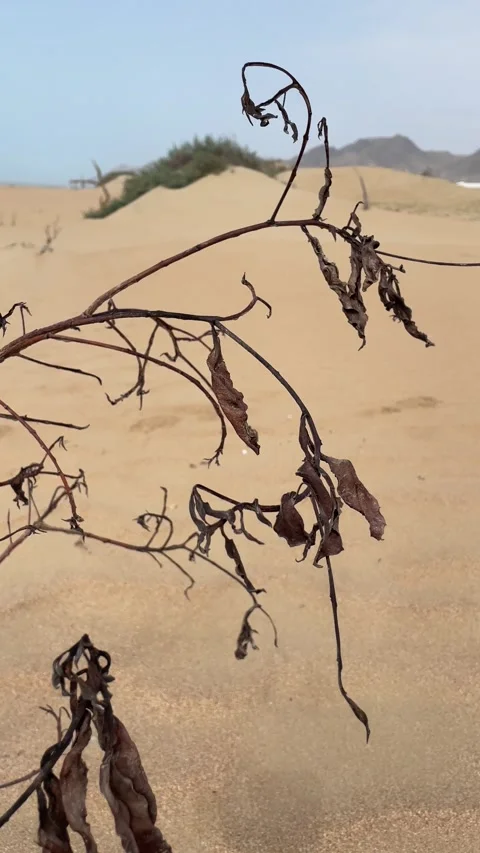 The dry plant Stock Footage 281702060