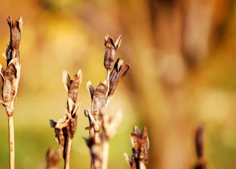Dry plant 스톡 사진