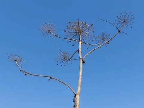 Dry plant Stock Photos