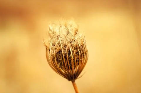 Dry plant Stock Photos