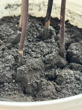 Dry Plant Stems in White Ceramic Pot on Windowsill Stock Photos