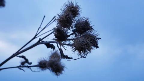 A dry plant sways in the wind Stock Footage 199307901
