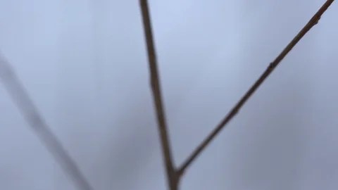 Dry plant in the wind Stock Footage 102272659