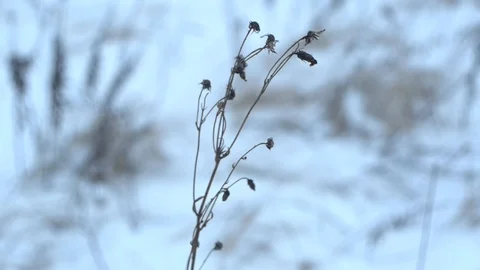Dry plant in a wind Stock Footage 122505412