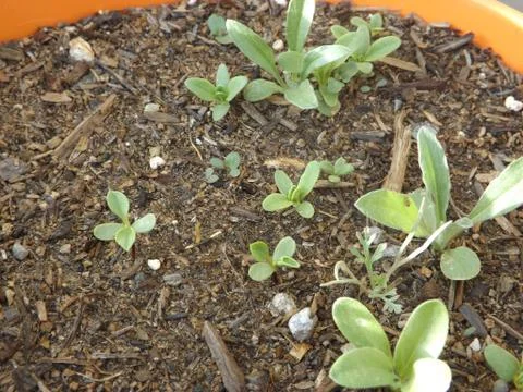 Dry Planter Stock Photos