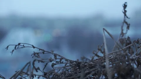Dry plants on the background of the city Stock Footage 103855619