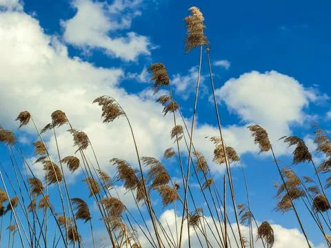 Dry plants on the background of the sky with clouds Stock Photos