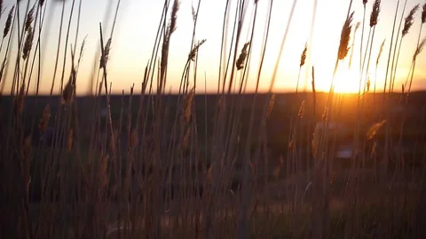 Dry plants crouch in the field in the wind during sunset Video stock 75816884