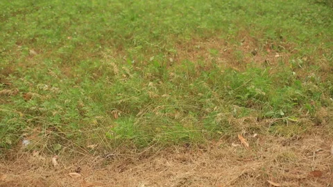 Dry plants crouch in the field in the wind during sunset. Stock Footage 115162387