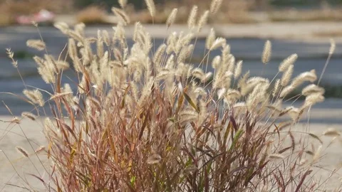 Dry plants at the edge of road Stock Footage 81448131