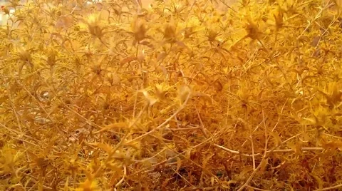 Dry Plants Stock Footage 42633070