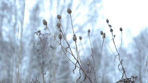 Dry Plants Stock Footage 122505624