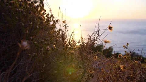 Dry plants in front of sunset Stock Footage 157812664