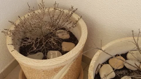 Dry plants growing in balcony Video stock 151589804