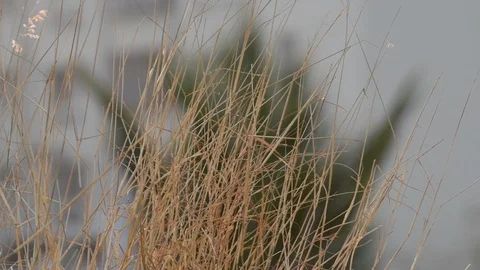 Dry plants in India Stock Footage 86743540