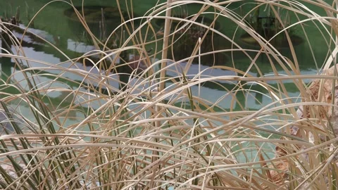 Dry plants by the lake Stock Footage 171811532