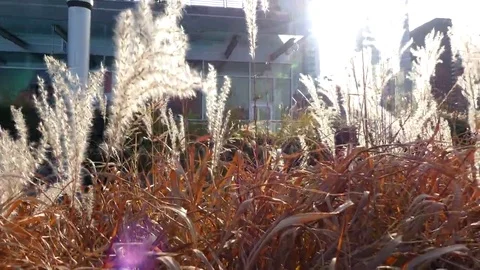 Dry plants moving windy day Stock Footage 69233937