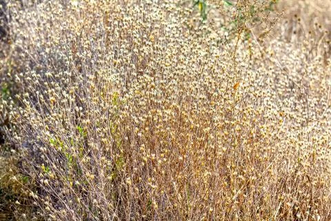 Dry plants pattern Foto stock