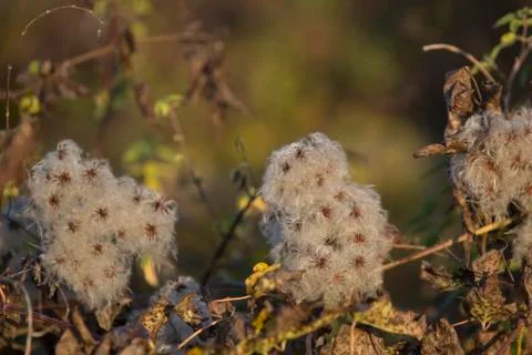 Dry plants Stock Photos